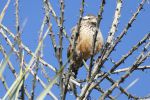 PICTURES/Desert Botanical Gardens - Wild Rising Cracking Art/t_Cactus Wren3.JPG